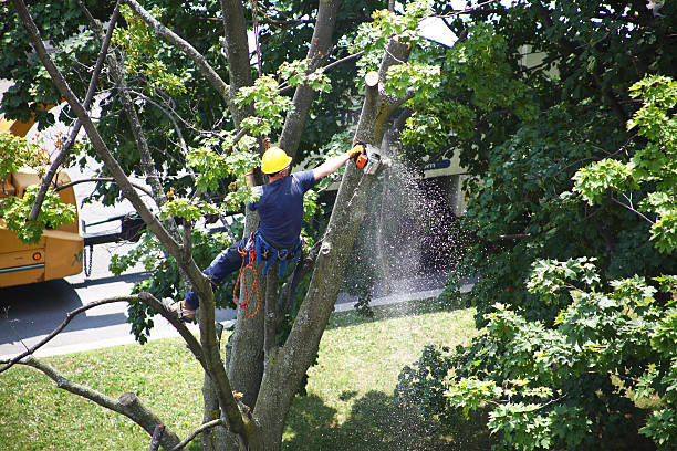 Professional Tree Care in North Haverhill, NH